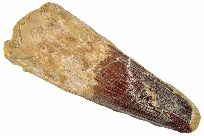 Fossil Spinosaurus Tooth - Real Dinosaur Tooth #267549